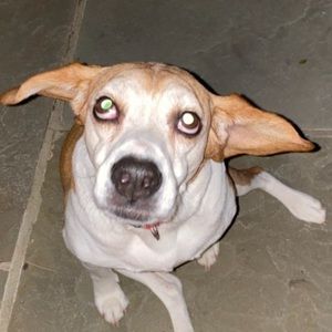 Meet your Posher, Bryce